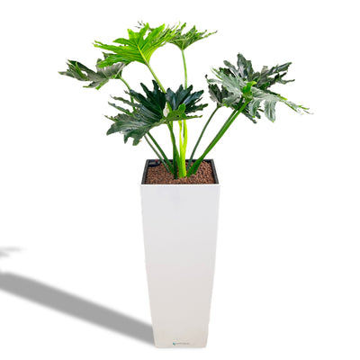 LACY TREE PHILODENDRON | Miss Grace | ALTOS40 Premium