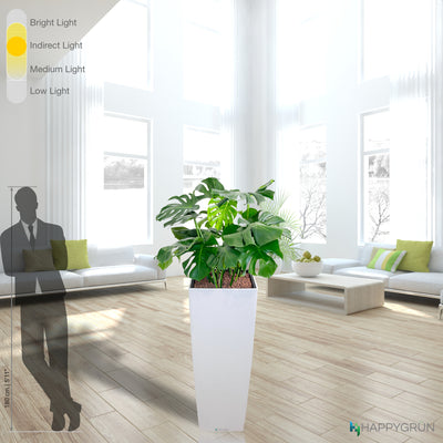 MONSTERA DELICIOSA | Mr.Hurricane | ALTOS40 Premium