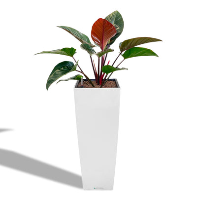 IMPERIAL RED PHILODENDRON | Queen Victoria | ALTOS 40 Premium