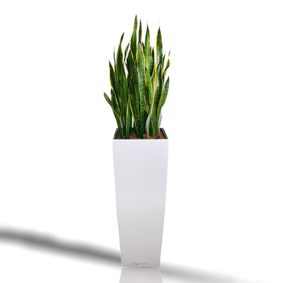 SANSEVIERIA | Dr. Angie Merkel ALTOS 40 Premium