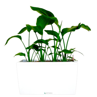 BIRD OF PARADISE | Miss Crane | CARARO 75 Premium