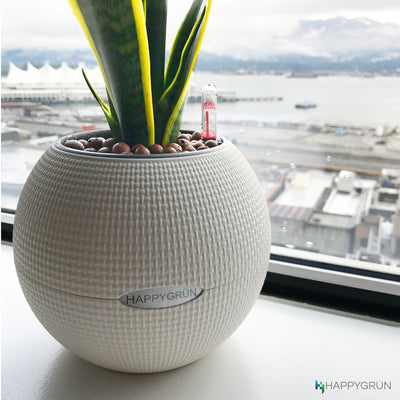 Snake Plant "Dr. Angie Merkel" | PURO-20