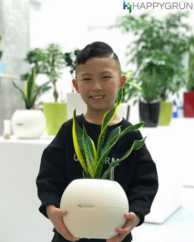 Snake Plant "Dr. Angie Merkel" | PURO-20