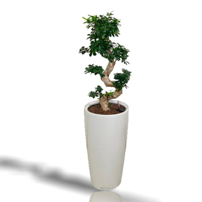 S-SHAPE BONSAI | Dr. Suzuki | RONDO 40 Premium