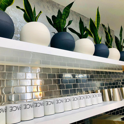 Snake Plant "Dr. Angie Merkel" | PURO-20