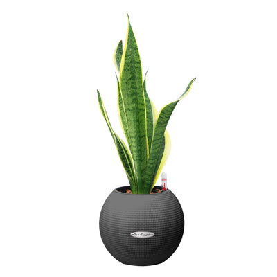 Snake Plant "Dr. Angie Merkel" | PURO-20