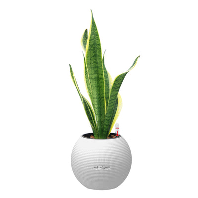 Snake Plant "Dr. Angie Merkel" | PURO-20