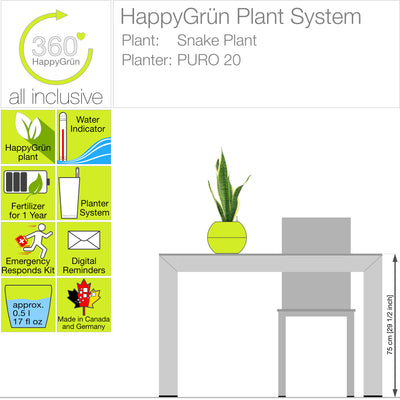 Snake Plant "Dr. Angie Merkel" | PURO-20