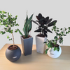 5 Small Plants with HappyGrün Care+
