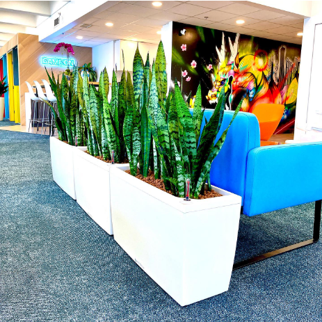 5 Medium Plants with HappyGrün Care+