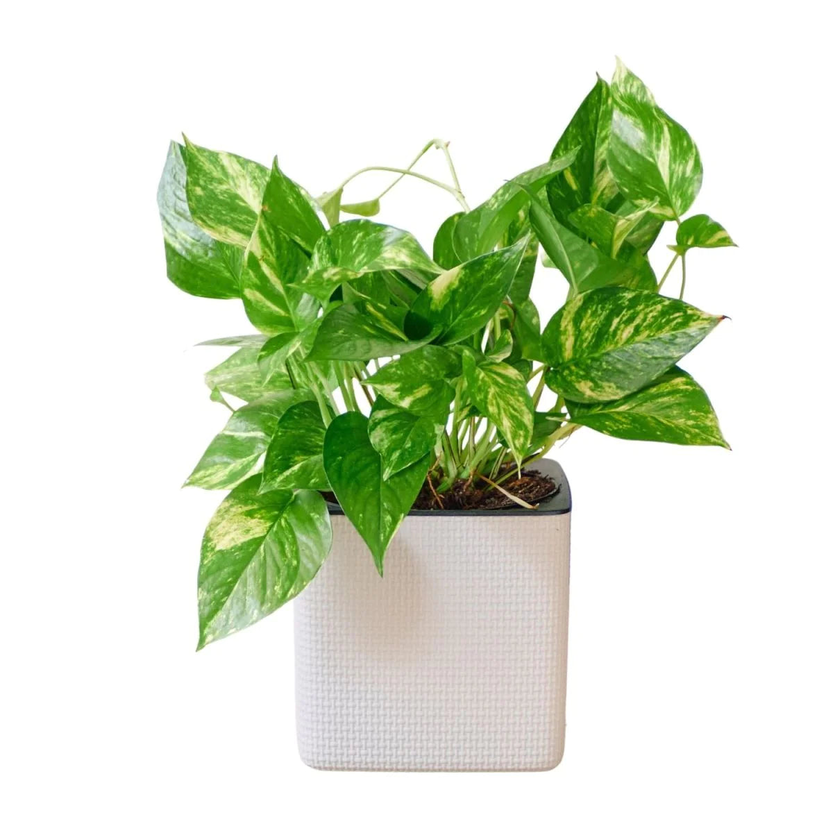 happygrun snake plant Vancouver Plant Rental Custom Packages