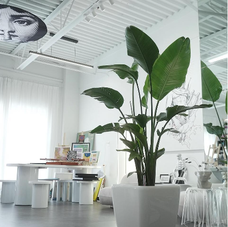 5 Large Plants with HappyGrün Care+