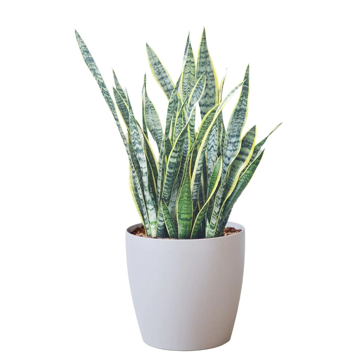 happygrun snake plant Vancouver Plant Rental Custom Packages