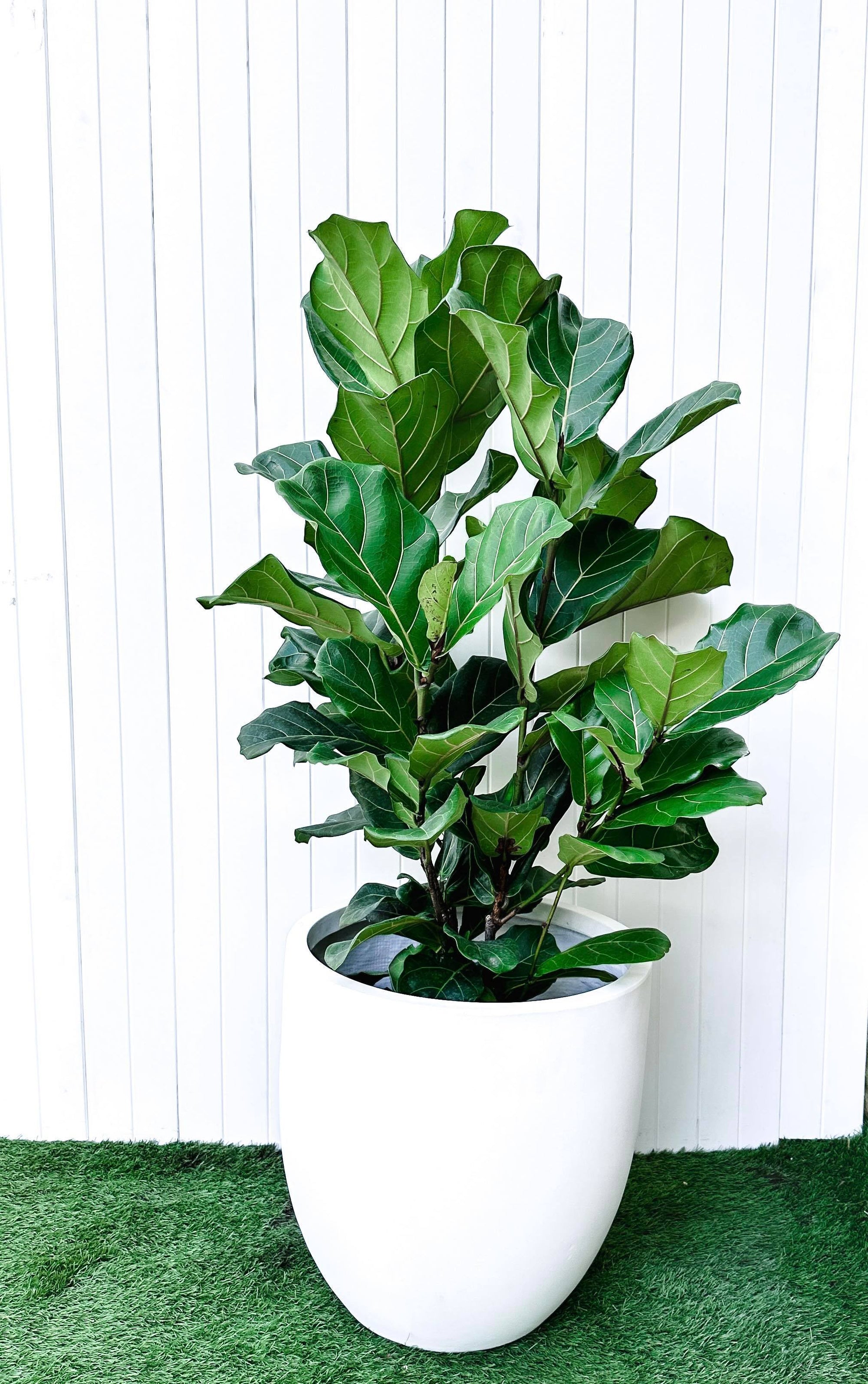 indoor plants vancouver Vancouver Plant Rental Custom Packages