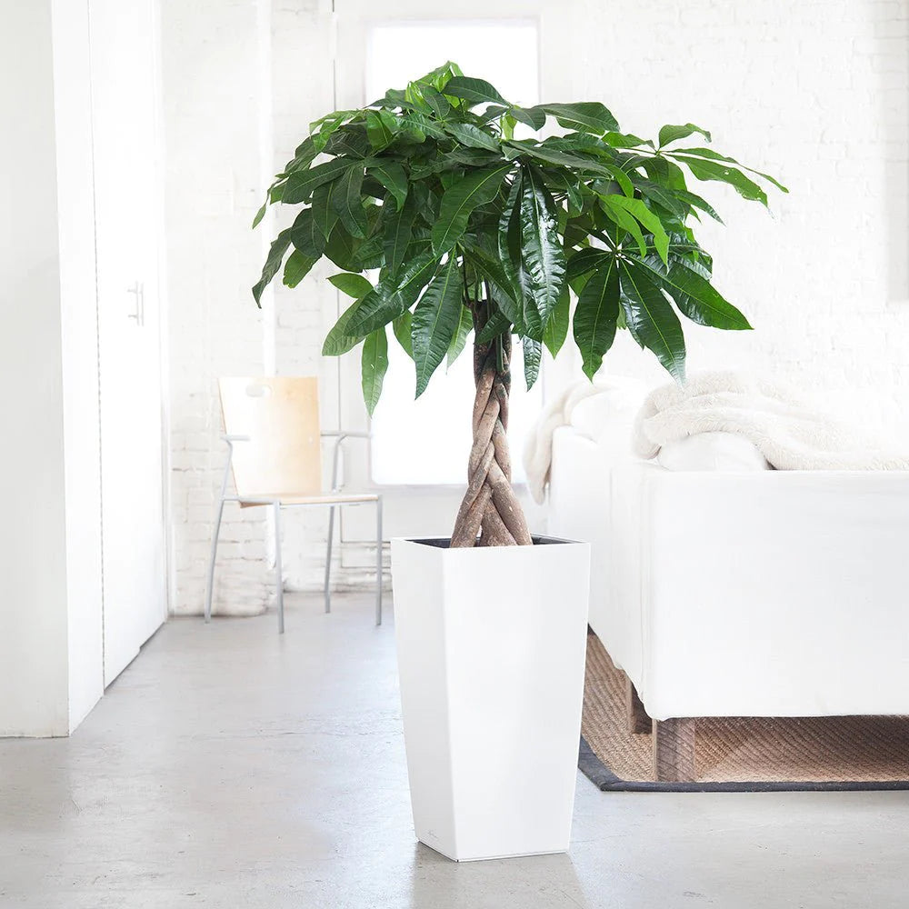 money tree vancouver Vancouver Plant Rental Custom Packages