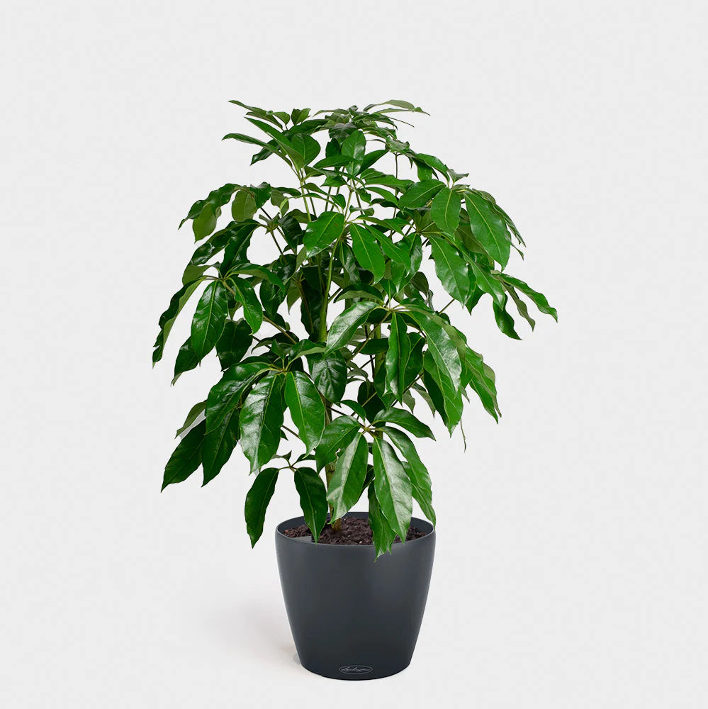 happygrun snake plant Vancouver Plant Rental Custom Packages