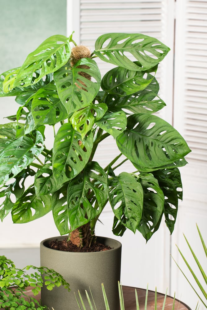 monstera plant vancouver Vancouver Plant Rental Custom Packages