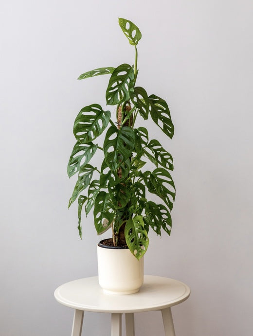 monstera plant vancouver Vancouver Plant Rental Custom Packages