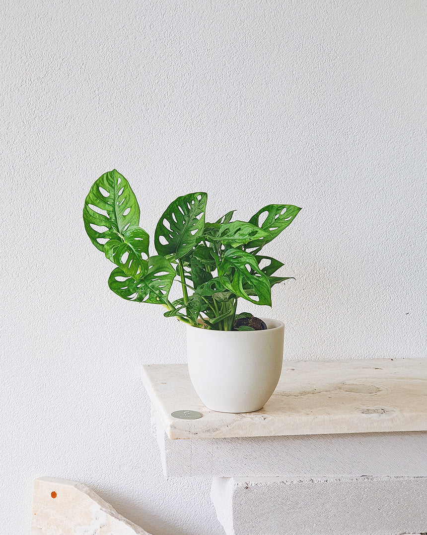 monstera plant vancouver Vancouver Plant Rental Custom Packages