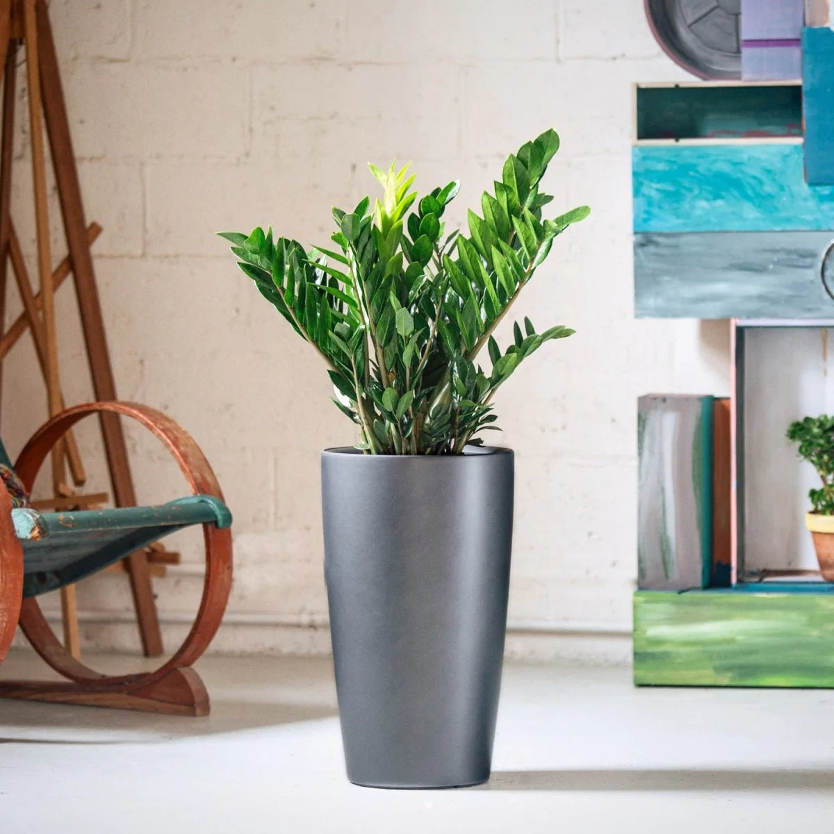 snake plant vancouver Vancouver Plant Rental Custom Packages