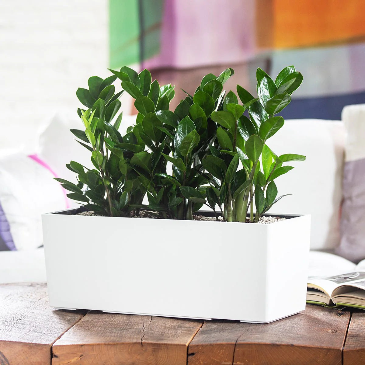 house plants vancouver Vancouver Plant Rental Custom Packages