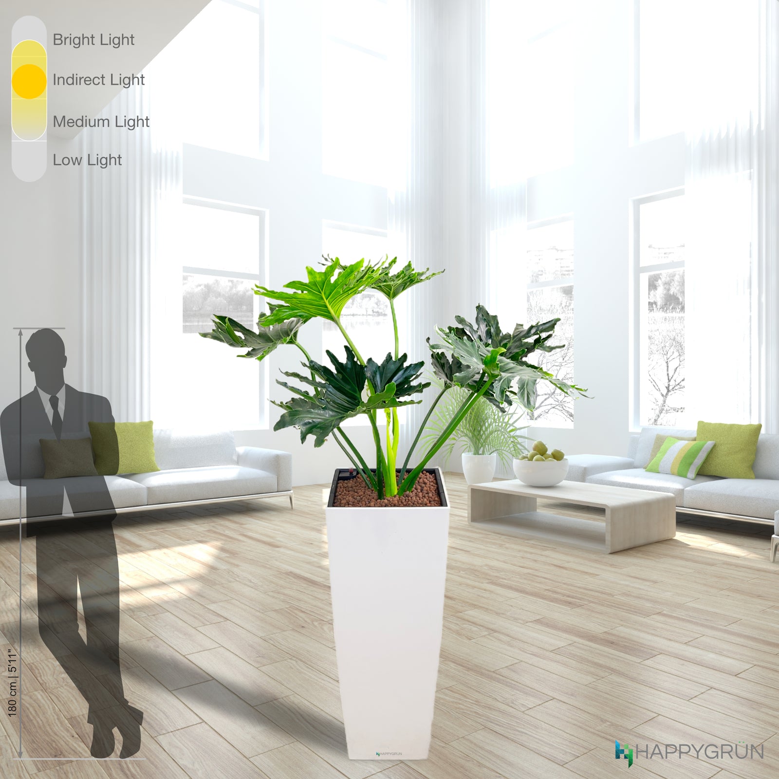 LACY TREE PHILODENDRON | Miss Grace | ALTOS40 Premium