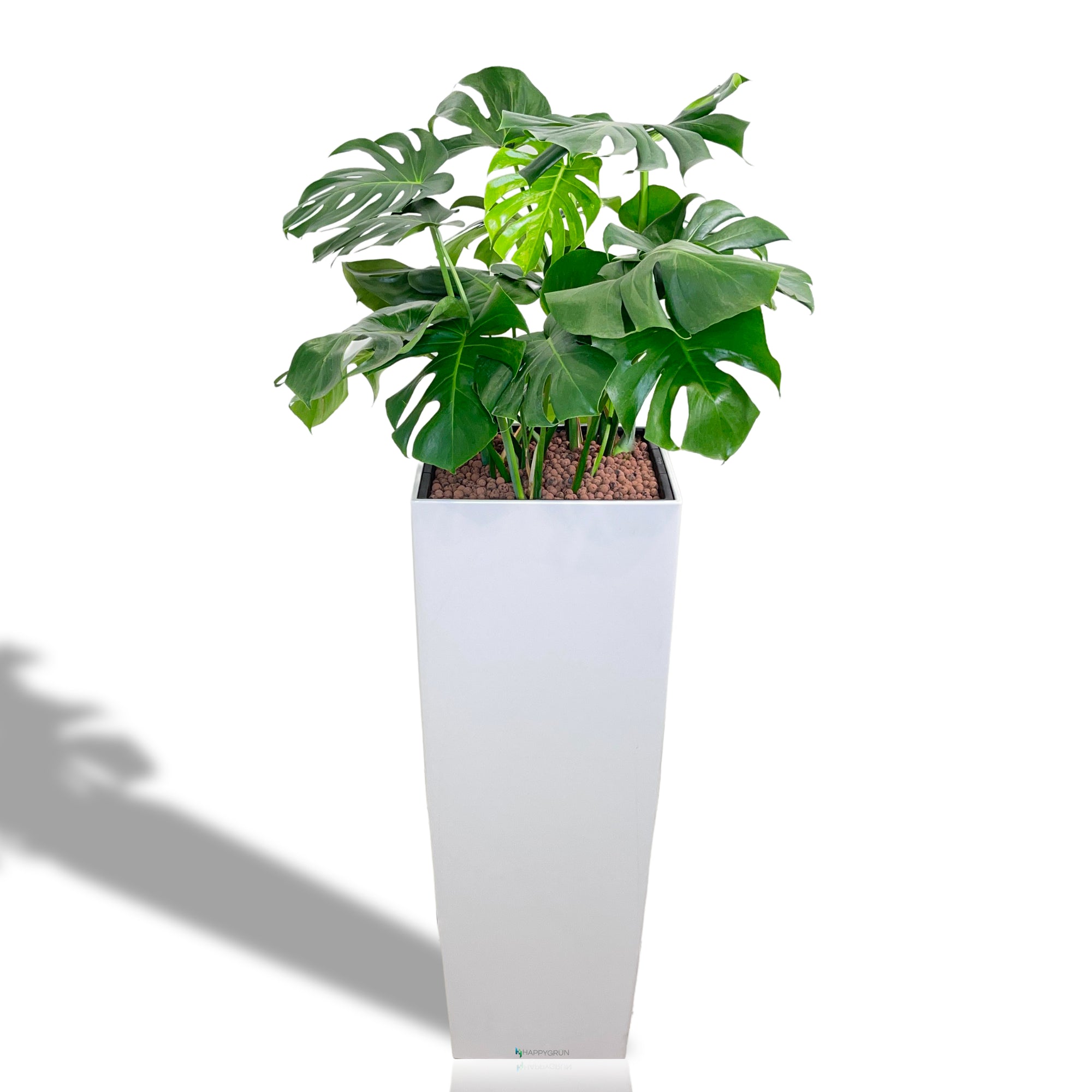 happygrun snake plant MONSTERA DELICIOSA | Mr.Hurricane | ALTOS40 Premium
