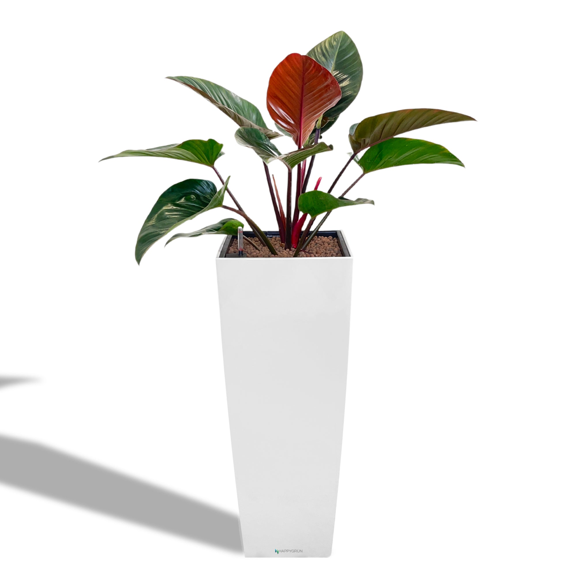 philodendron imperial queen IMPERIAL RED PHILODENDRON | Queen Victoria