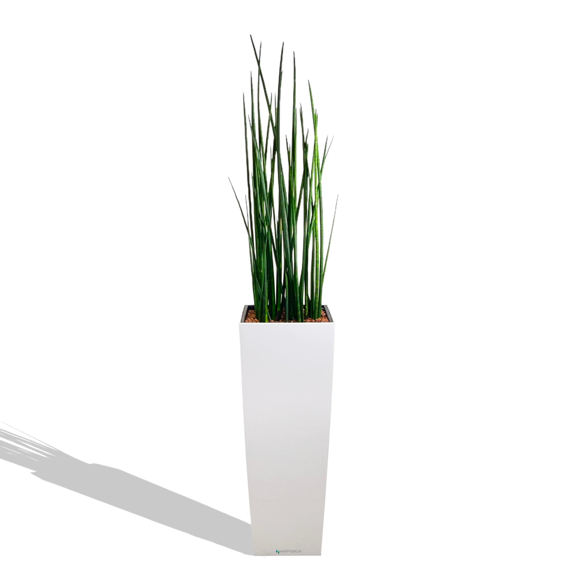 happygrun snake plant AFRICAN SPEAR | Ms. Dora Milaje | ALTOS40 Premium