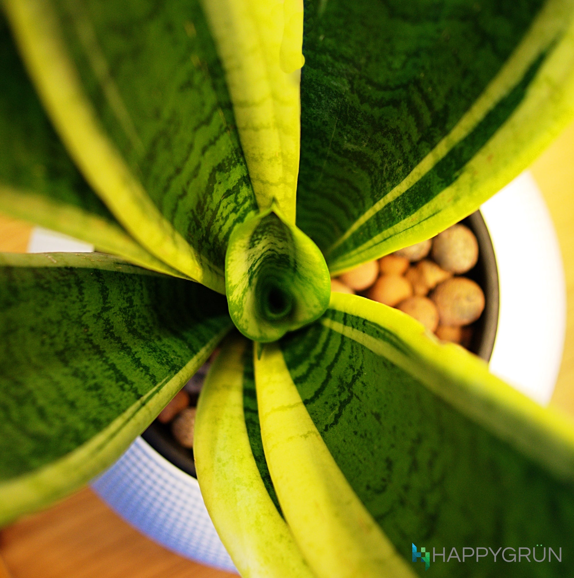 amuseable snake plant Snake Plant "Dr. Angie Merkel" | PURO-20