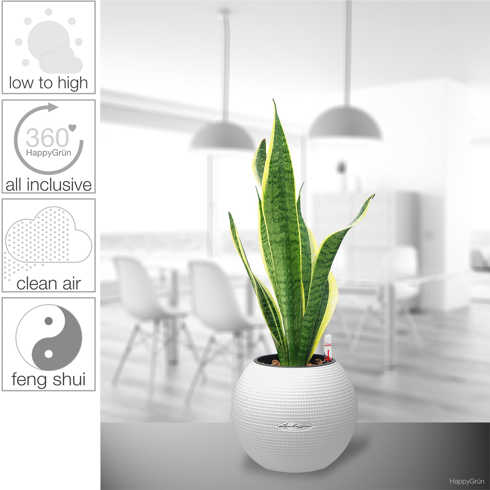 Snake Plant "Dr. Angie Merkel" | PURO-20