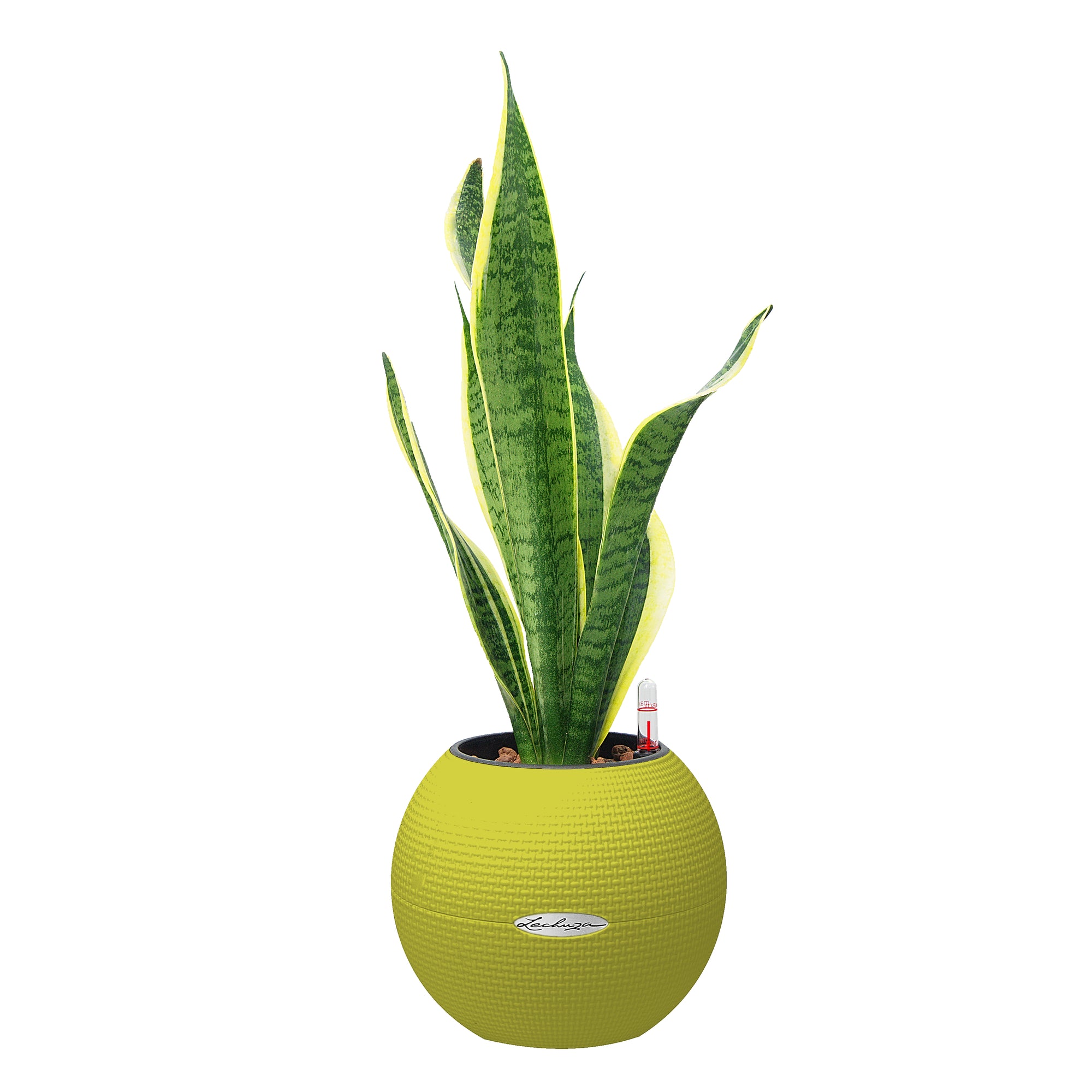 amuseable snake plant Snake Plant "Dr. Angie Merkel" | PURO-20